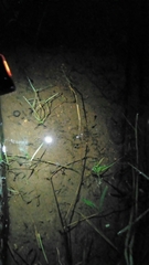 Gerromorpha