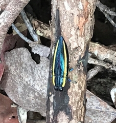 Iridotaenia bellicosa