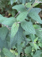 Salvia thyrsiflora