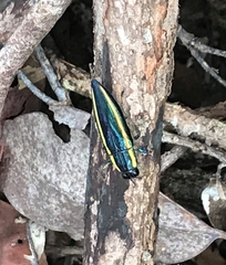 Iridotaenia bellicosa