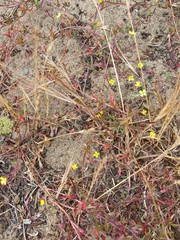 Camissonia strigulosa
