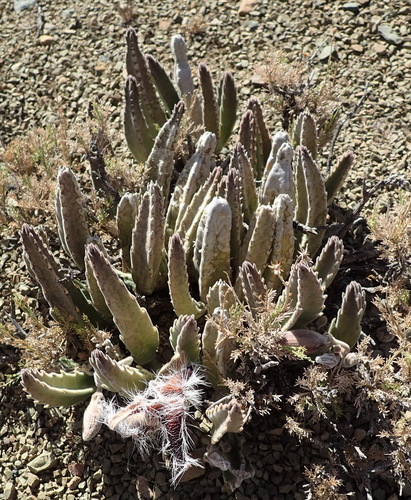Stapelia grandiflora