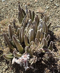 Stapelia grandiflora