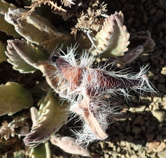 Stapelia grandiflora