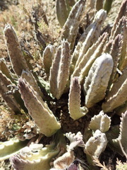 Stapelia grandiflora