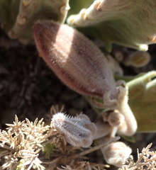 Stapelia grandiflora