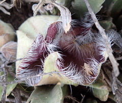 Stapelia grandiflora