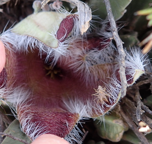 Stapelia grandiflora