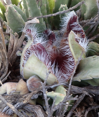 Carrion Flower (Stapelia grandiflora)