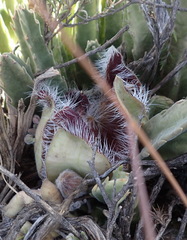 Stapelia grandiflora