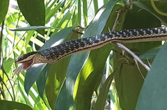 Dendrelaphis pictus