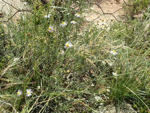 Image of Felicia hirsuta by (c) Nicola van Berkel, some rights reserved (CC BY-SA)