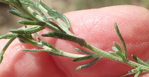 Image of Felicia hirsuta by (c) Nicola van Berkel, some rights reserved (CC BY-SA)