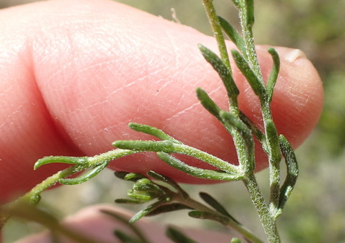 Image of Felicia hirsuta by (c) Nicola van Berkel, some rights reserved (CC BY-SA)