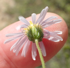 Felicia hirsuta