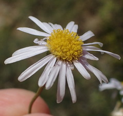 Felicia hirsuta