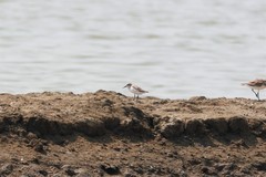 Calidris pygmaea