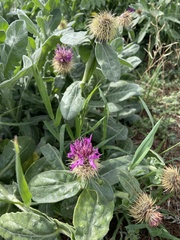 Centaurea seridis maritima
