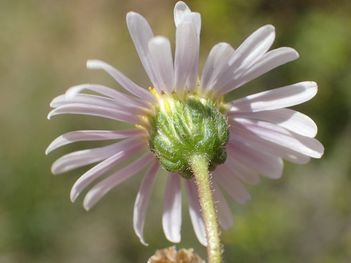 Image of Felicia hirsuta by (c) Nicola van Berkel, some rights reserved (CC BY-SA)