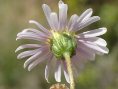 Felicia hirsuta