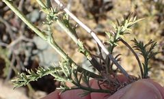 Garuleum bipinnatum