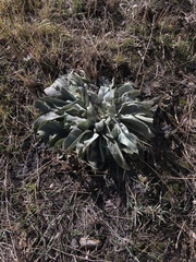 Verbascum songaricum