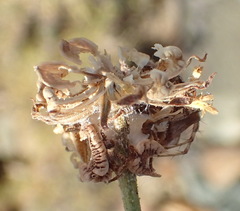 Garuleum bipinnatum