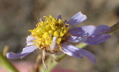 Garuleum bipinnatum