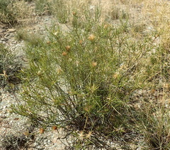 Pteronia flexicaulis