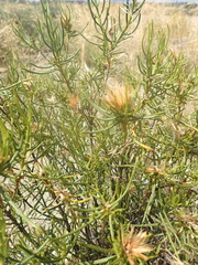 Pteronia flexicaulis