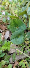 Asarum forbesii