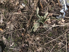 Verbascum songaricum