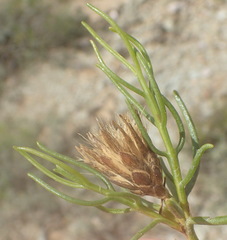 Pteronia flexicaulis