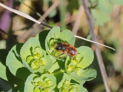 Osmia tricornis