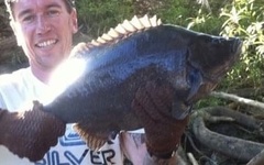 Hephaestus fuliginosus