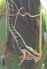 Dendrelaphis pictus