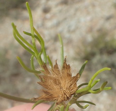 Pteronia flexicaulis