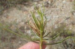Pteronia flexicaulis
