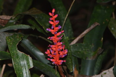 Aechmea fulgens
