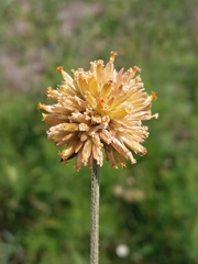 Gomphrena perennis