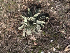 Verbascum songaricum