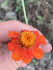 Adenophyllum squamosum