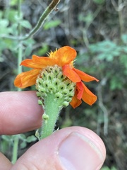 Adenophyllum squamosum