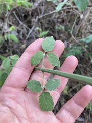 Adenophyllum squamosum