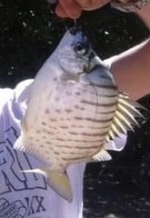 Selenotoca multifasciata