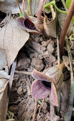 Asarum forbesii