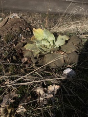 Verbascum songaricum