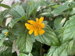 Sphagneticola trilobata