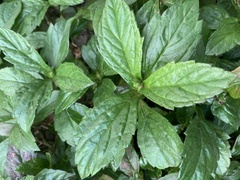 Sphagneticola trilobata