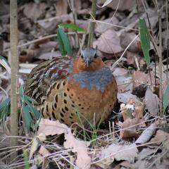 Bambusicola thoracicus